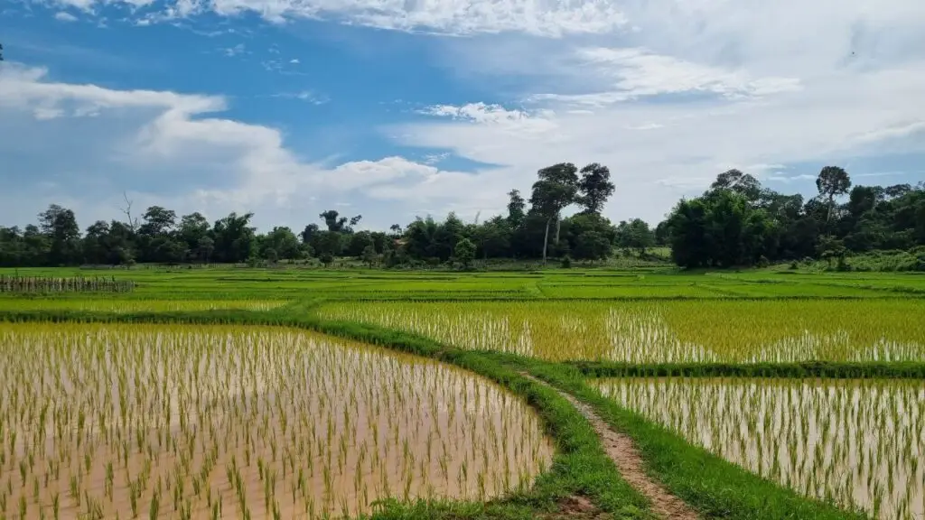 gruene-reisfelder-laos-beginn-regenzeit-laos-reisefuehrer