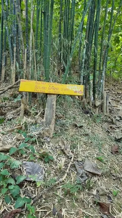 schild-pha-khao-pha-noi-dschungel