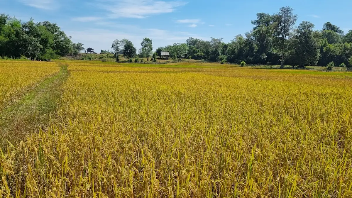 goldene-reisfelder-laos-november-beste-reisezeit-fuer-laos