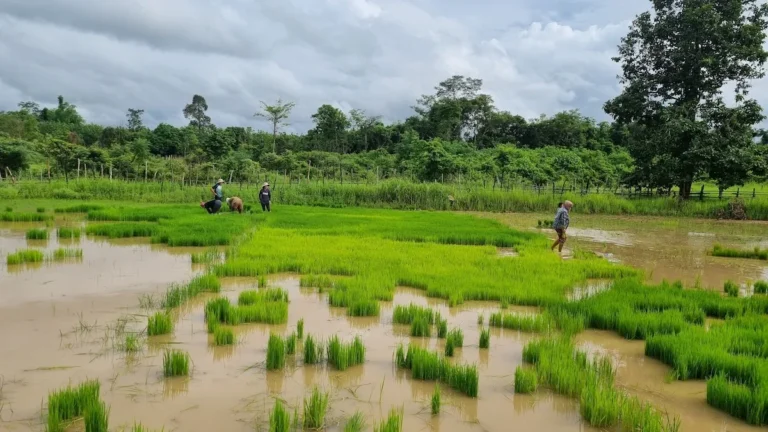 gruene-reisfelder-in-laos-regenzeit-beste-reisezeit-fuer-laos