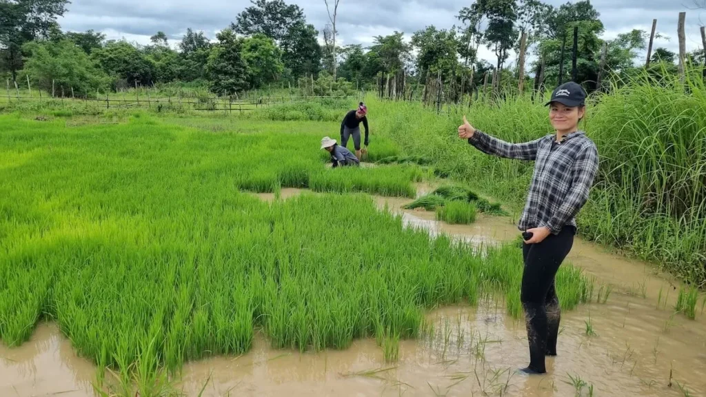 anbau von klebreis in laos