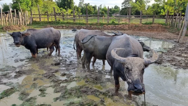 wasserbueffel in laos teil der laotischen kultur